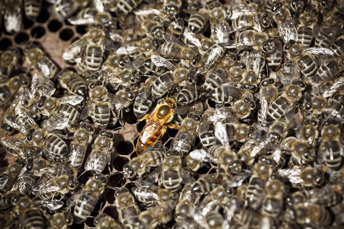 آدرس گیلانیکا تولید کننده زنبور عسل