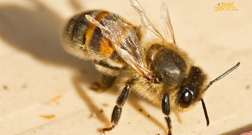 بیماری سپتی سمی در زنبورعسل
