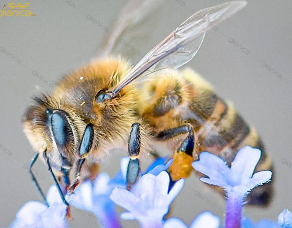 اثرات جایگزین گرده بر عملکرد کلنی های زنبورعسل