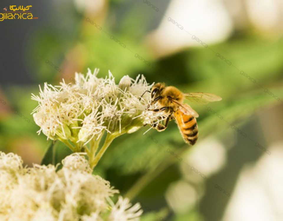مدیریت تهدیدات زیستی و حفظ ذخایر ژنتیکی زنبور عسل ایرانی