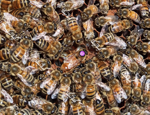 زنبورهای باکفست