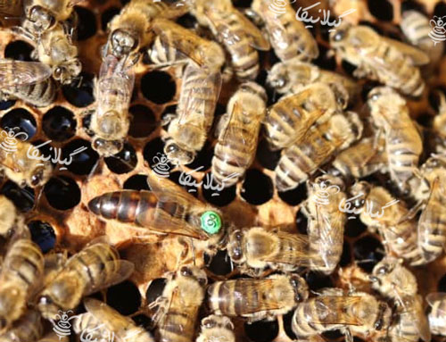 زنبور عسل کارنیولان (کارنیکا)
