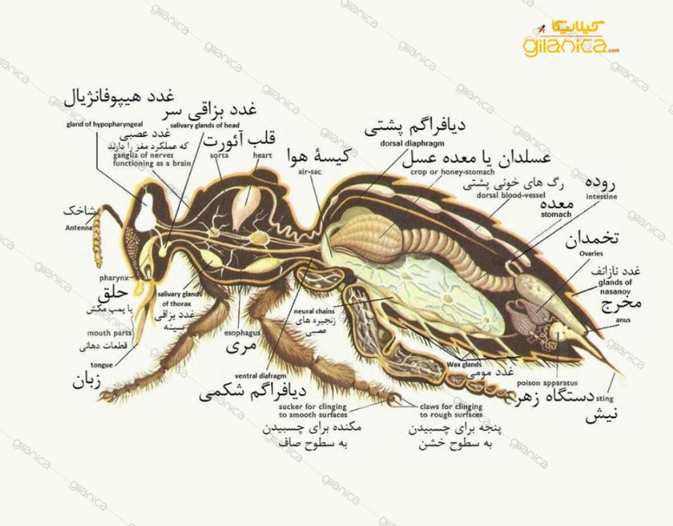 آناتومی بدن زنبور عسل