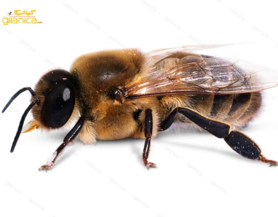 پرورش و نگهداری زنبورهای نر