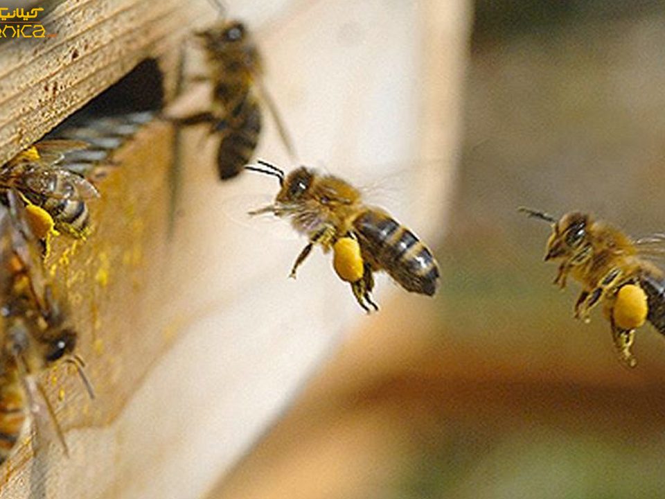 استرس باعث کاهش فعالیت چراگری گرده در زنبورهای عسل می شود